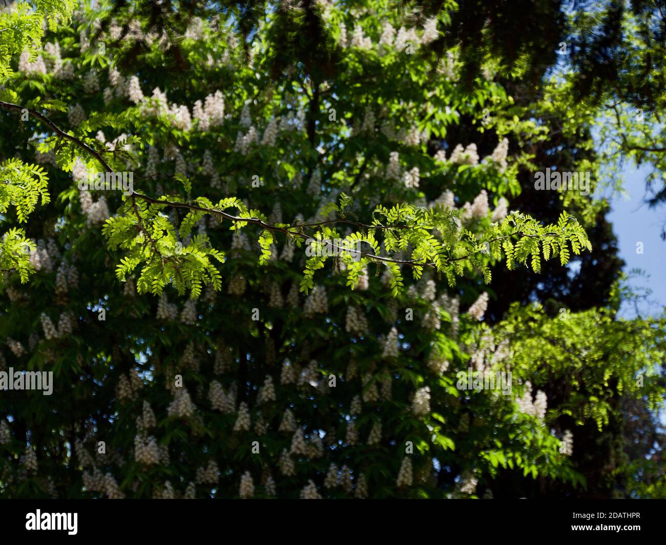 Ij petry, alberi nel parco Vorontsovsky in Crimea, Maggio 2019 Foto Stock