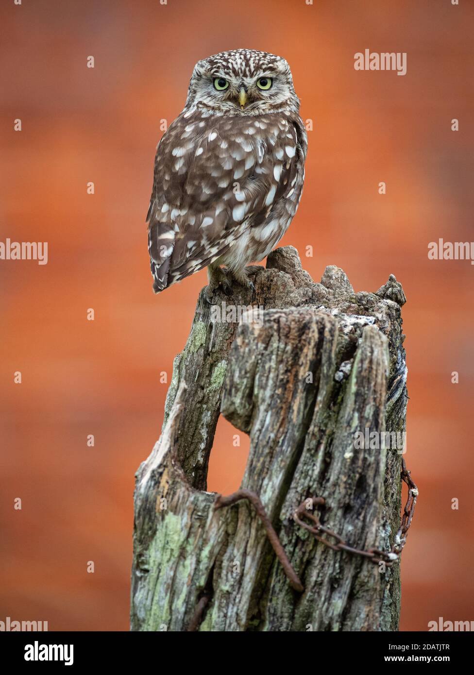 Little Owl si trova su un persico nel vecchio terreno agricolo. Foto Stock