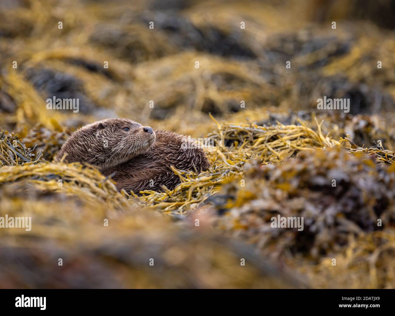 Wild Male Otter nelle Ebridi interne, Scozia, che foraggiano il litorale di un Loch Foto Stock