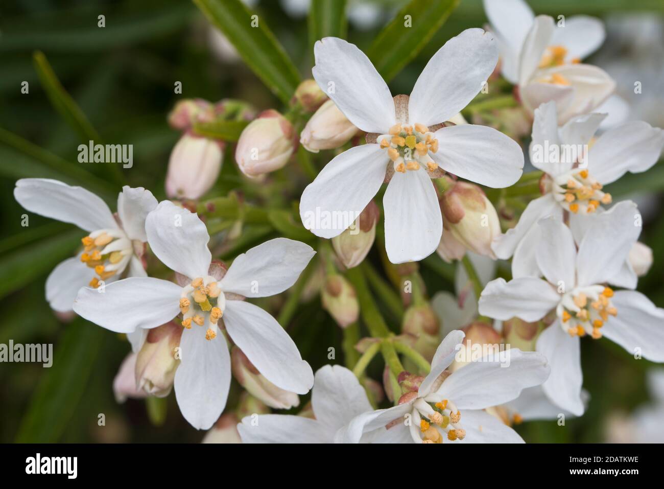 Choisya x dewitteana Aztec Pearl' Foto Stock