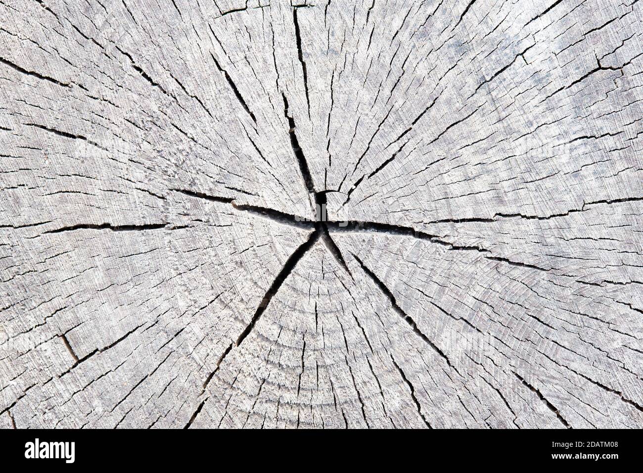 Sezione trasversale di tronco di albero con anelli di crescita, ceppo di tessitura di legno di legno di sezione di albero abbattuto del tronco con anelli annuali con copyspace. Foto Stock