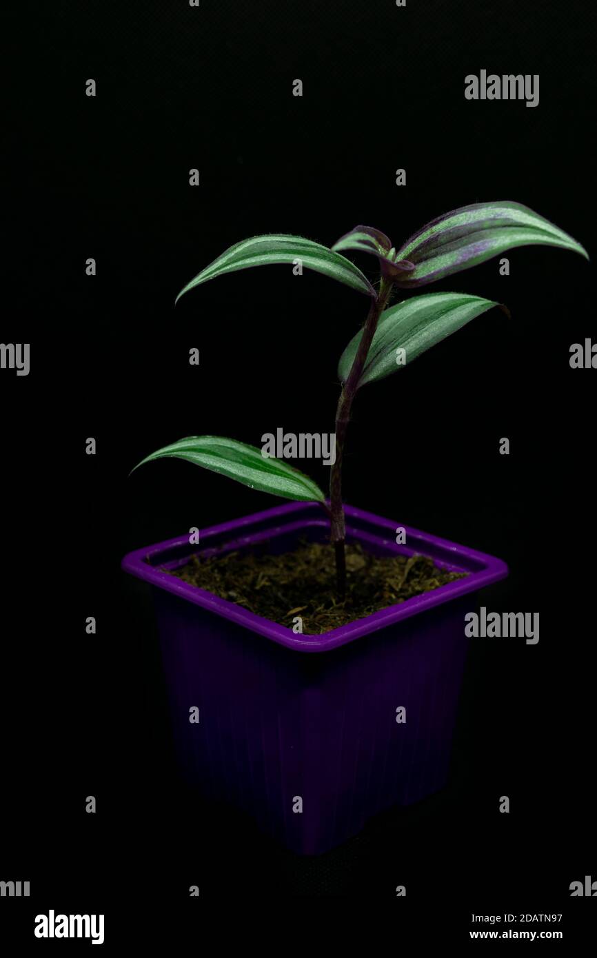 Wandering pianta di ebreo proprietà in una pentola viola con nero sfondo Foto Stock