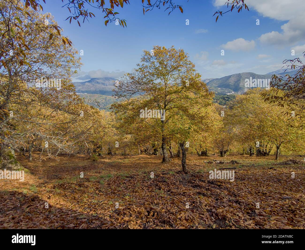 L'autunno arriva nella foresta di rame della Sierra de Ronda, Andalusia Foto Stock