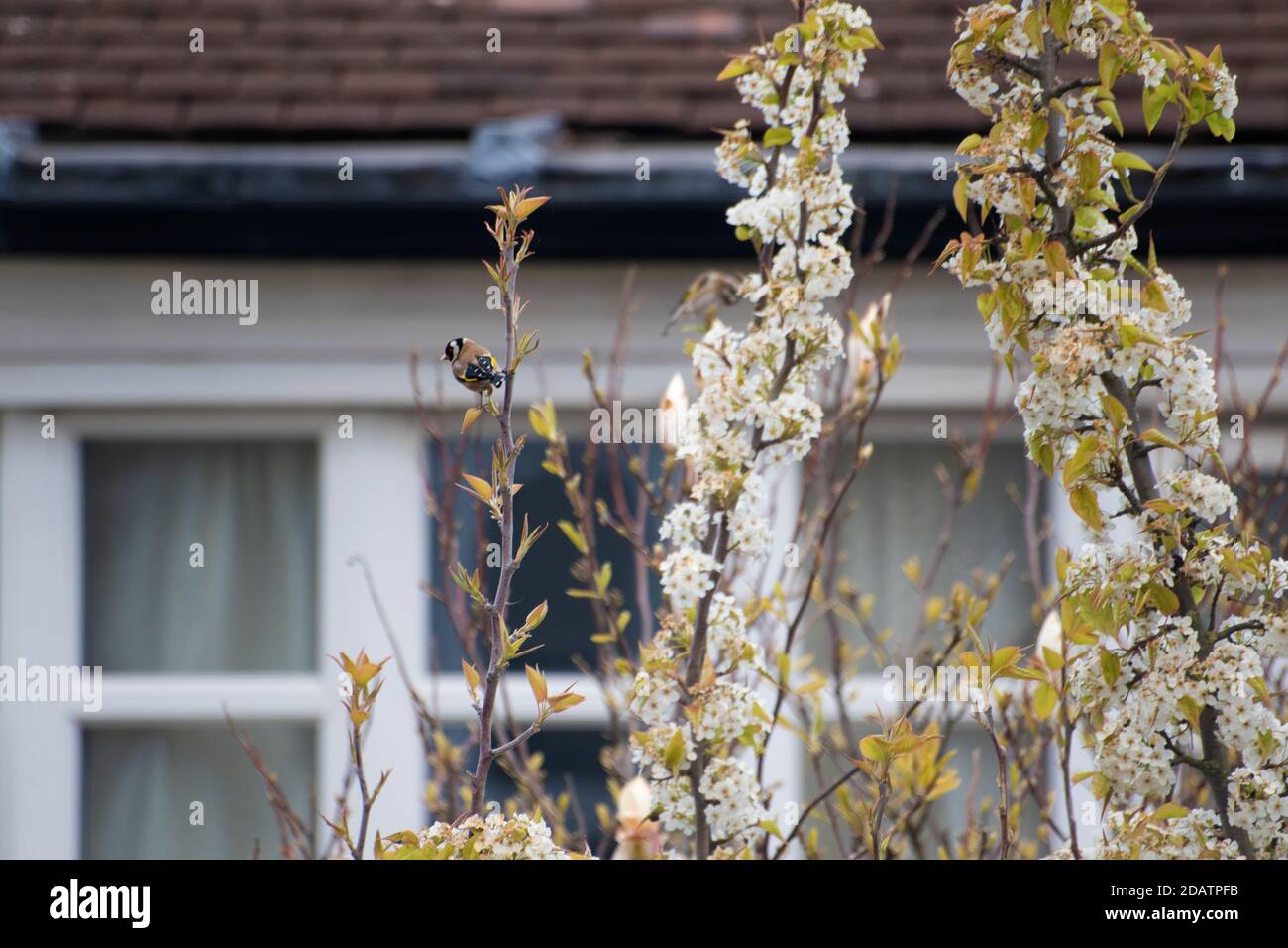 Carino piccolo uccello del goldfinch (Carduelis carduelis) su un ramo dell'albero fiorente in primavera. Motivo giallo brillante sulle ali. Foto Stock