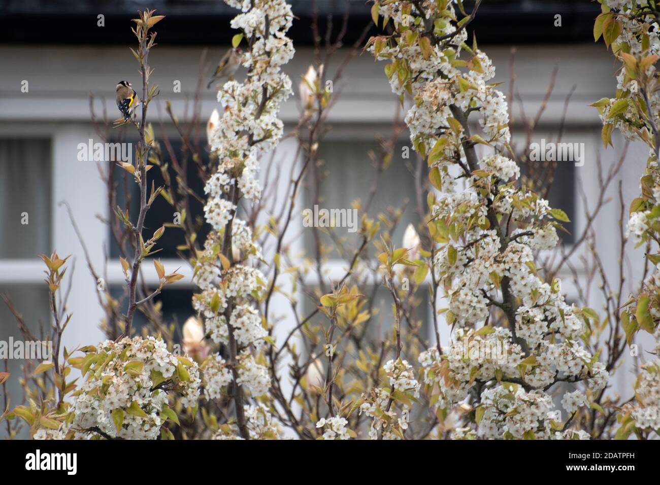Carino piccolo uccello del goldfinch (Carduelis carduelis) su un ramo dell'albero fiorente in primavera. Motivo giallo brillante sulle ali. Foto Stock
