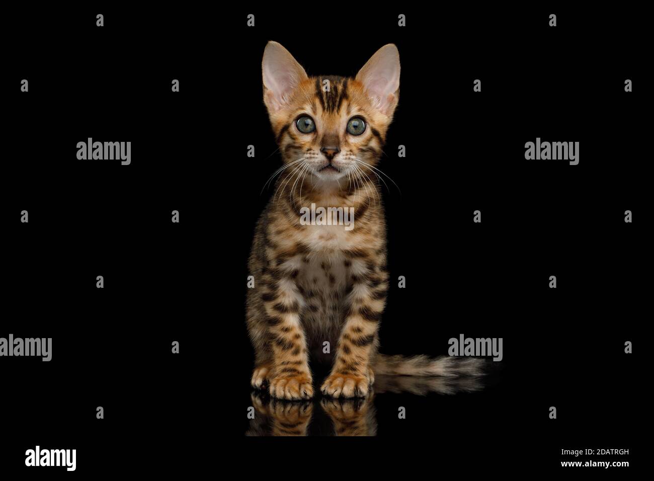 Bengala Kitten seduta su sfondo nero isolato e guardando fotocamera Foto Stock