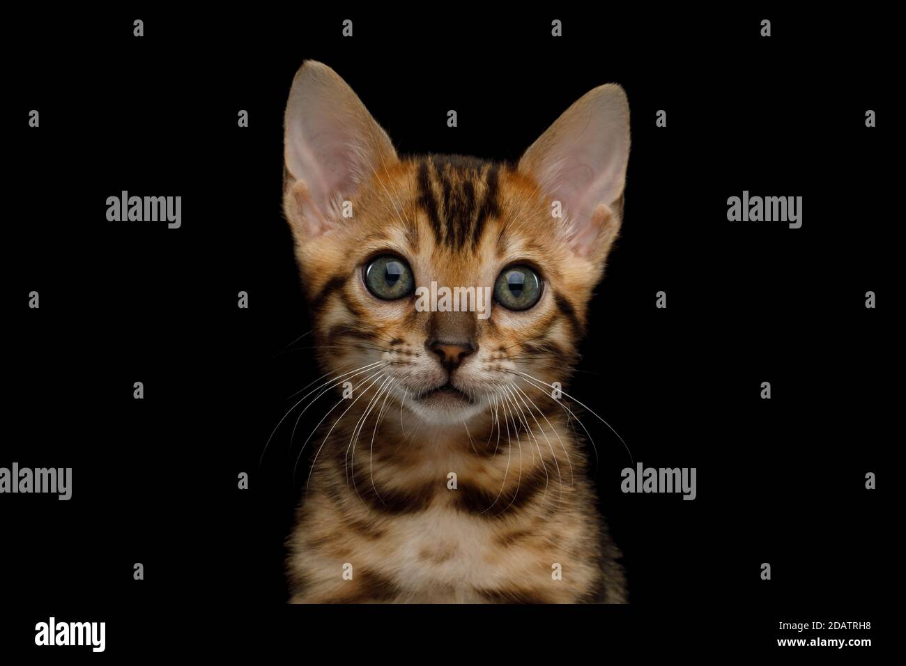 Primo piano ritratto di Bengala Kitten con oro Fur on Vista frontale con sfondo nero isolato Foto Stock