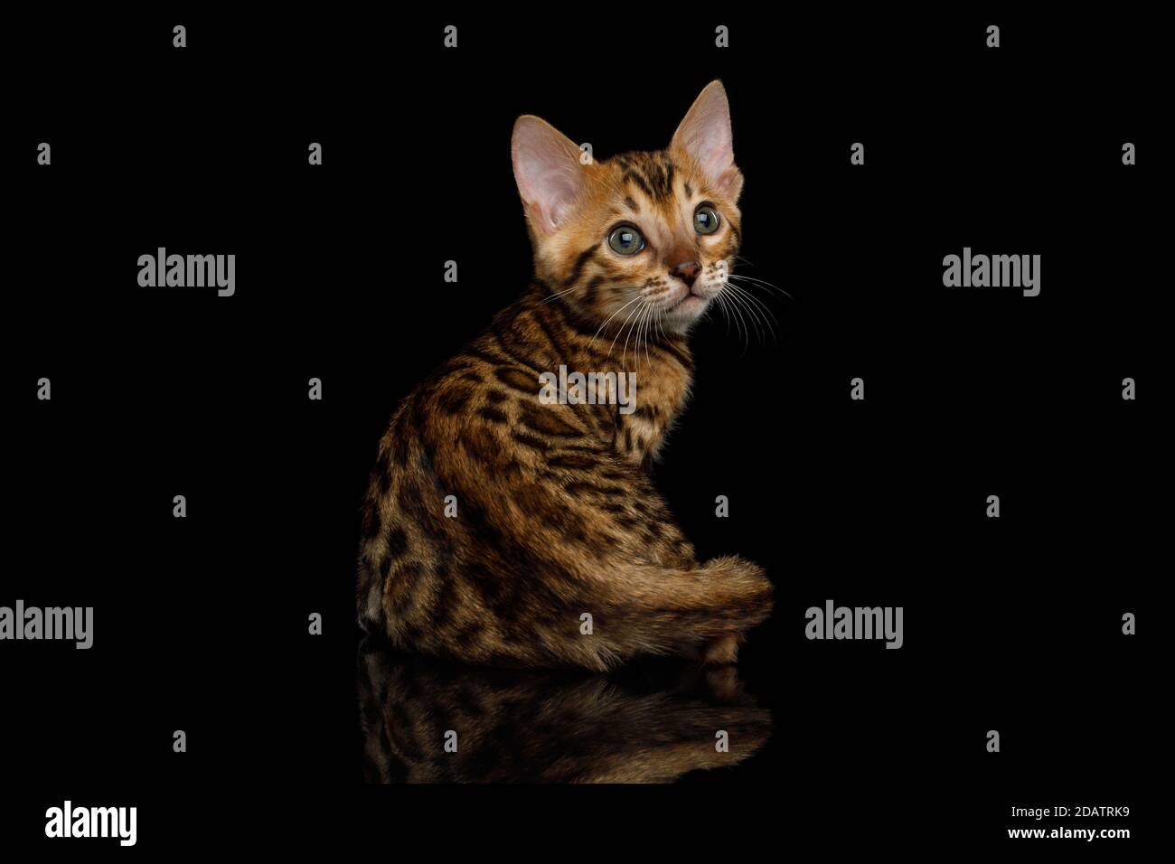 Bengala Kitten tornare su isolato sfondo nero Foto Stock
