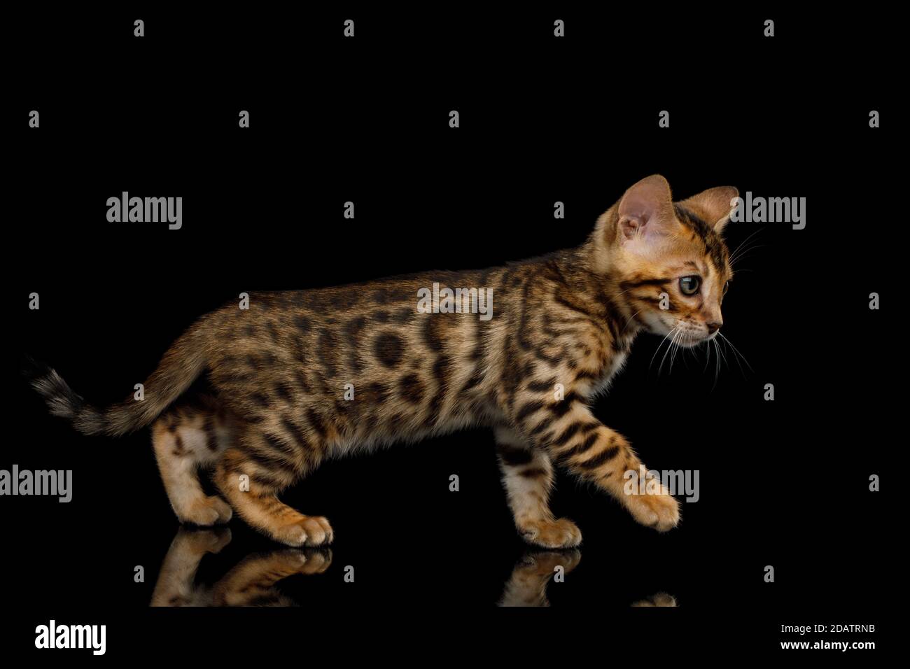 Gattino del Bengala giocoso su sfondo nero isolato vista laterale Foto Stock