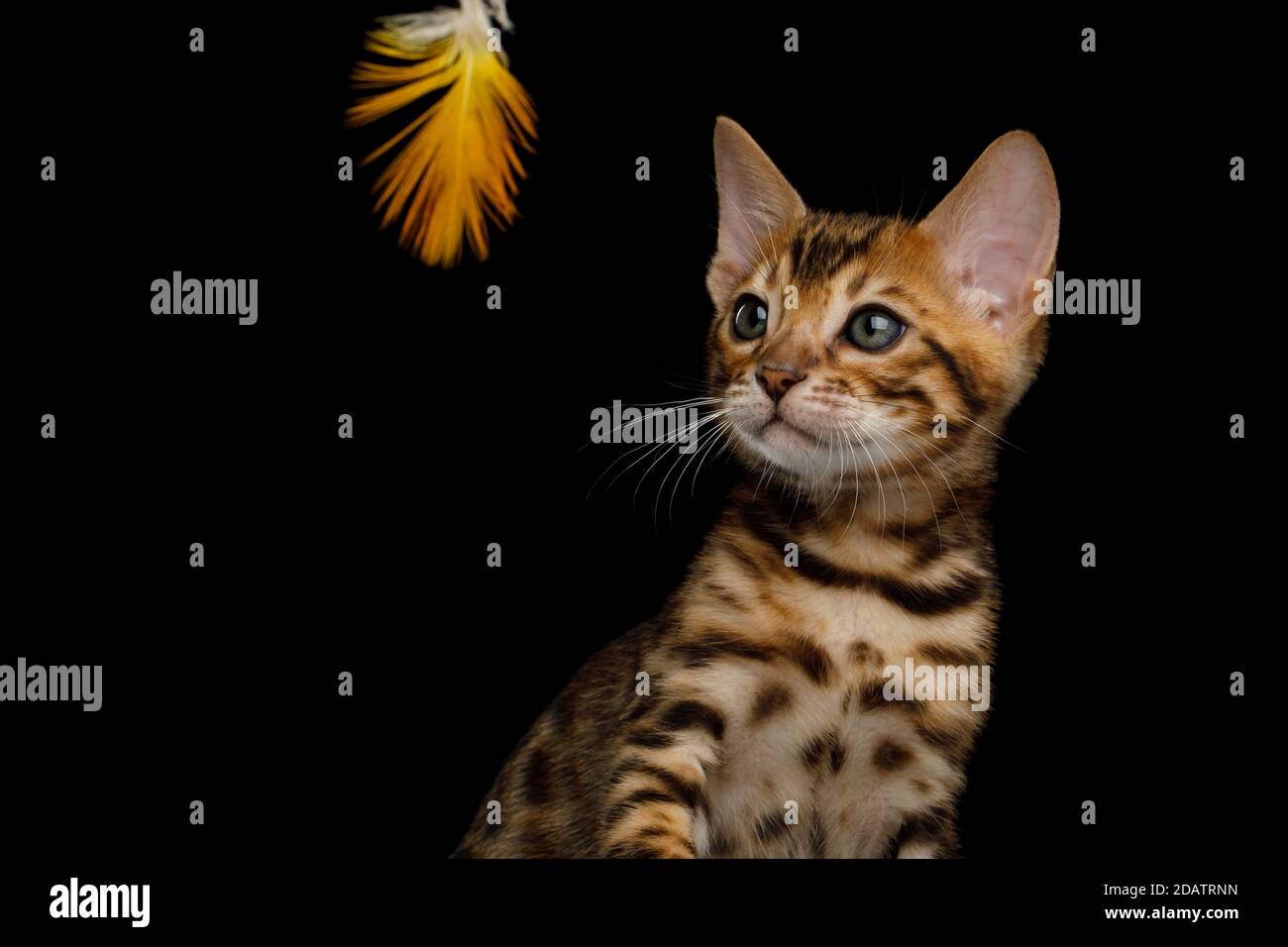 Primo piano ritratto di Bengala Kitten con oro Fur on Vista frontale con sfondo nero isolato Foto Stock