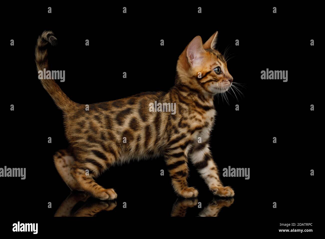 Gattino del Bengala giocoso su sfondo nero isolato vista laterale Foto Stock