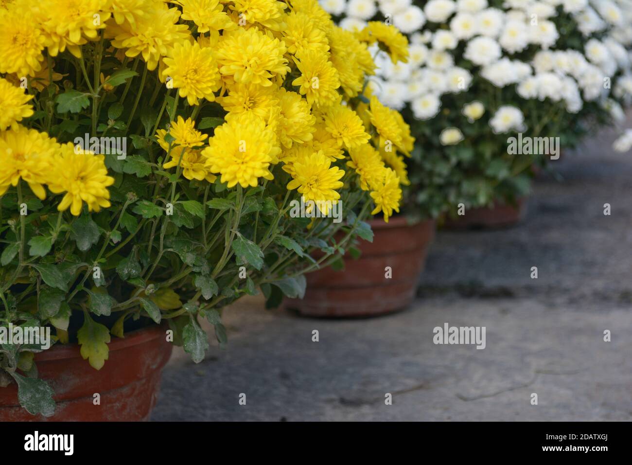 Un crisantemo colorato,chryzantema per 'Wszystkich świętych'. Foto Stock