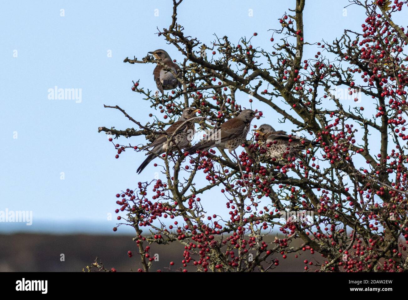 Fauna selvatica del Regno Unito: Gregge di fieldfars (Turdus pilaris) in un albero di biancospino che mangia bacche rosse poco dopo l'arrivo dalla migrazione, Ilkley, West Yorkshire Foto Stock