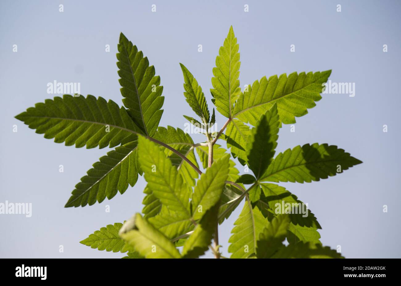 Foto di primo piano della pianta di cannabis. Trama delle foglie verdi. Sfondo sfocato, messa a fuoco selettiva. Concetto di medicina alternativa. Foto Stock