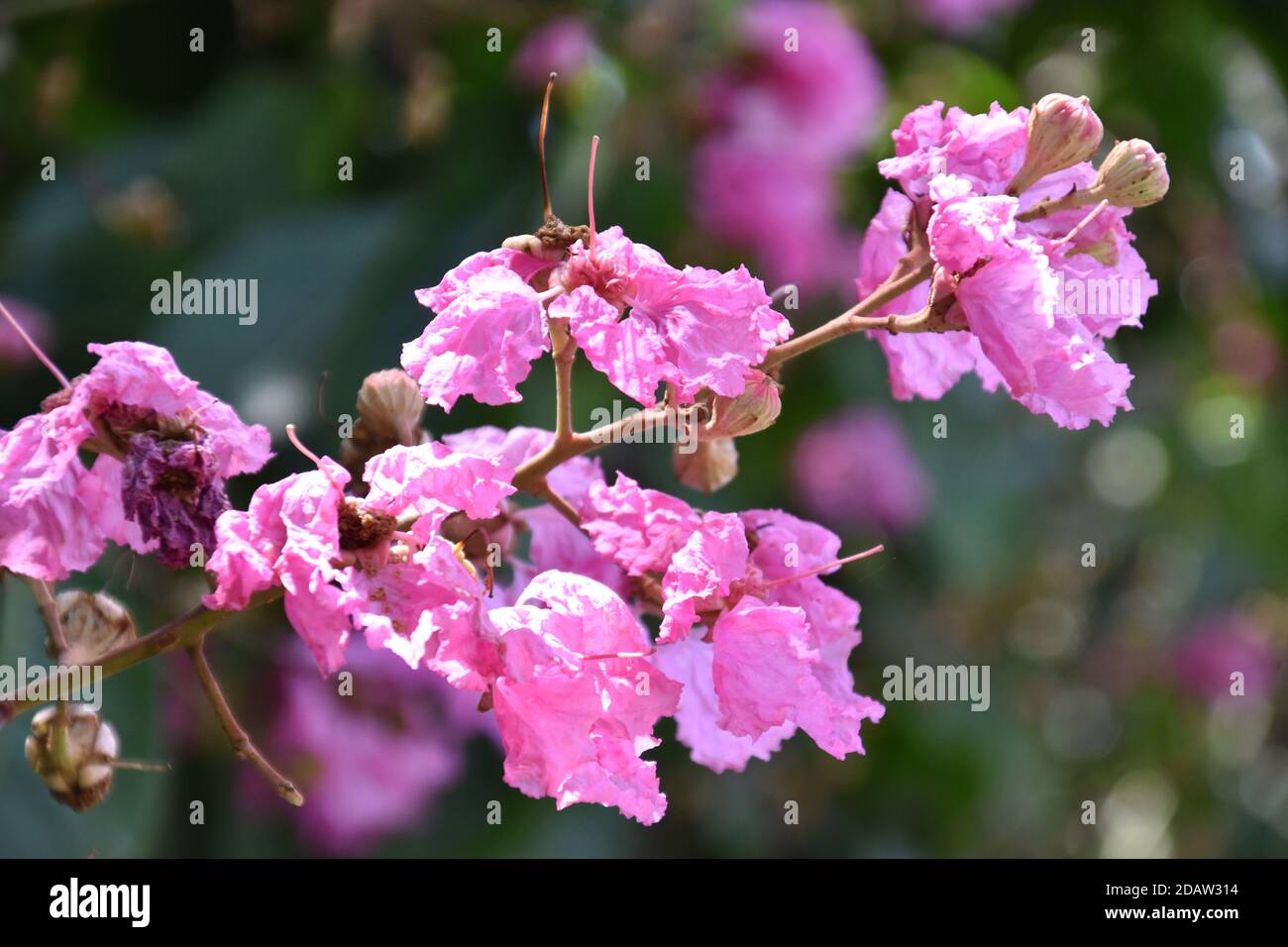 (Vista ravvicinata) mazzo di mirto rosa di colza o fiore di Lagerstroemia Foto Stock