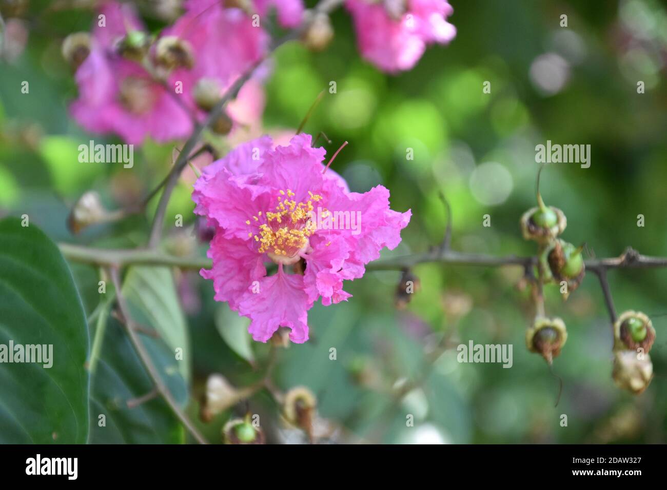 (Vista ravvicinata) bellissimo mirto rosa di colza o fiore di Lagerstroemia Foto Stock