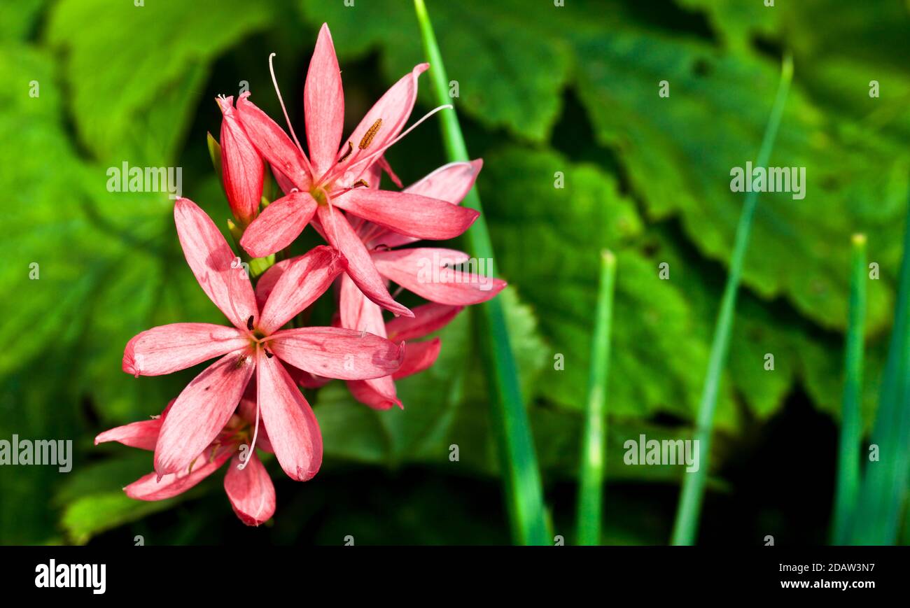 Hesperantha coccinea 'Sunrise' Foto Stock