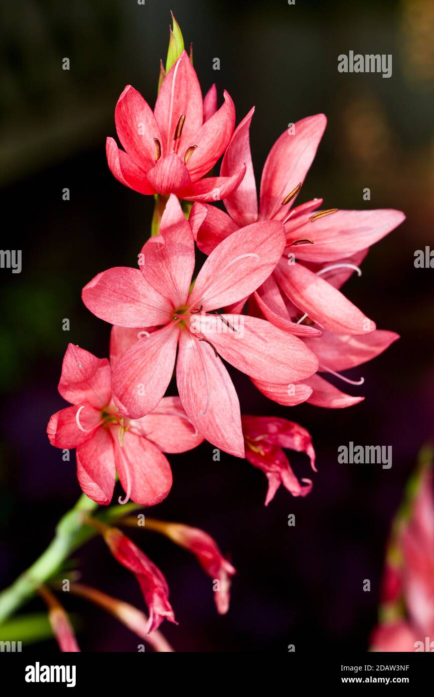 Hesperantha coccinea 'Sunrise' Foto Stock