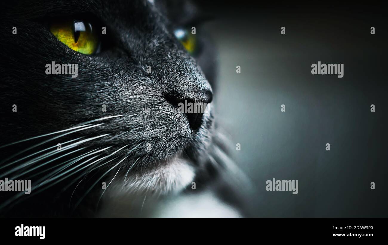 Ritratto in primo piano di un bellissimo gatto domestico grigio con occhi giallo-verdi e naso nero. Un animale domestico. Macro. Foto Stock