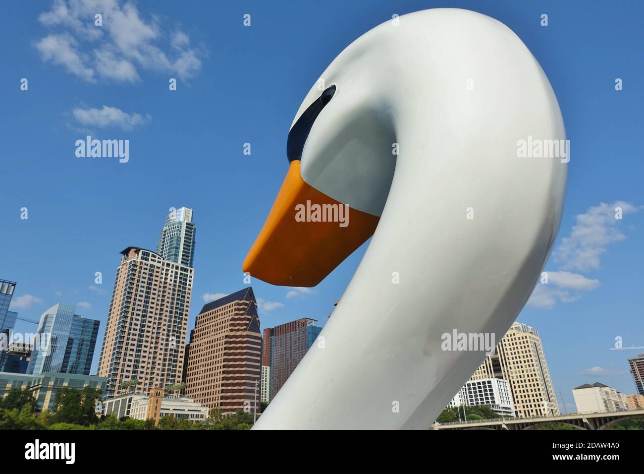 AUSTIN, TX -18 SET 2020- Vista delle pedalò di cigno sul lago Lady Bird nel centro di Austin, Texas, Stati Uniti. Foto Stock