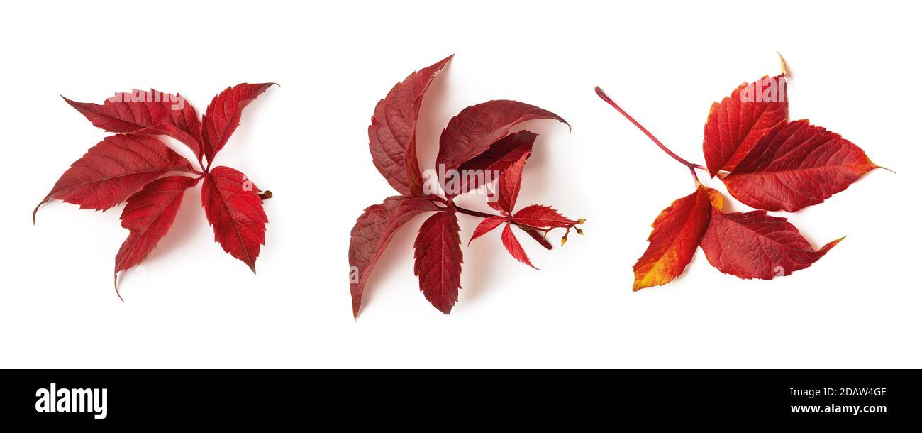 Luppolo comune o luppolo di humulus tre foglie rosse di caduta isolate su sfondo bianco. Set di foglie autunnali come elemento di design stagionale. Vista dall'alto. Foto Stock