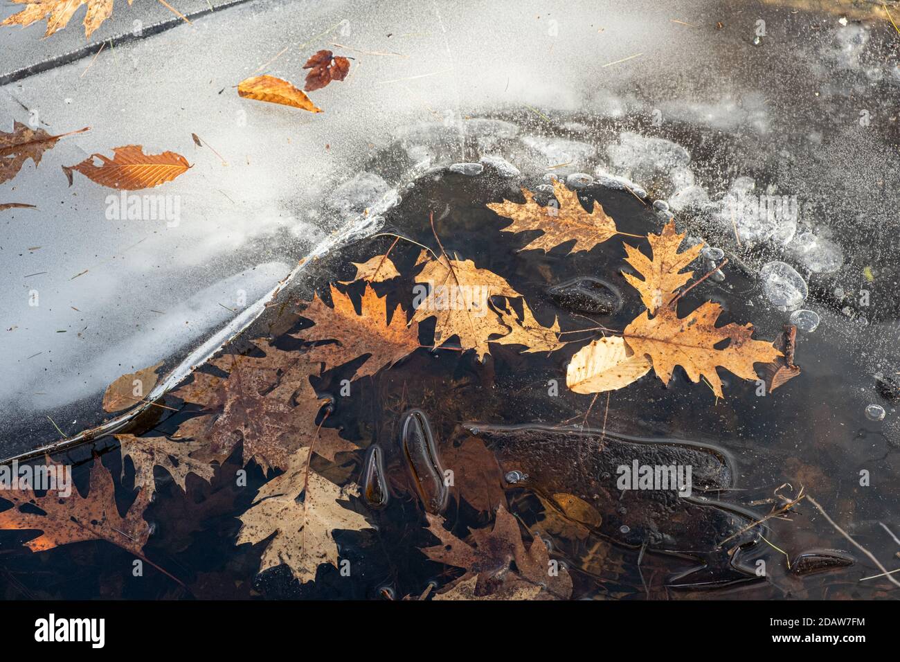 Foglie che sono caduti in uno stagno nei primi mesi invernali a Templeton, Massachusetts Foto Stock