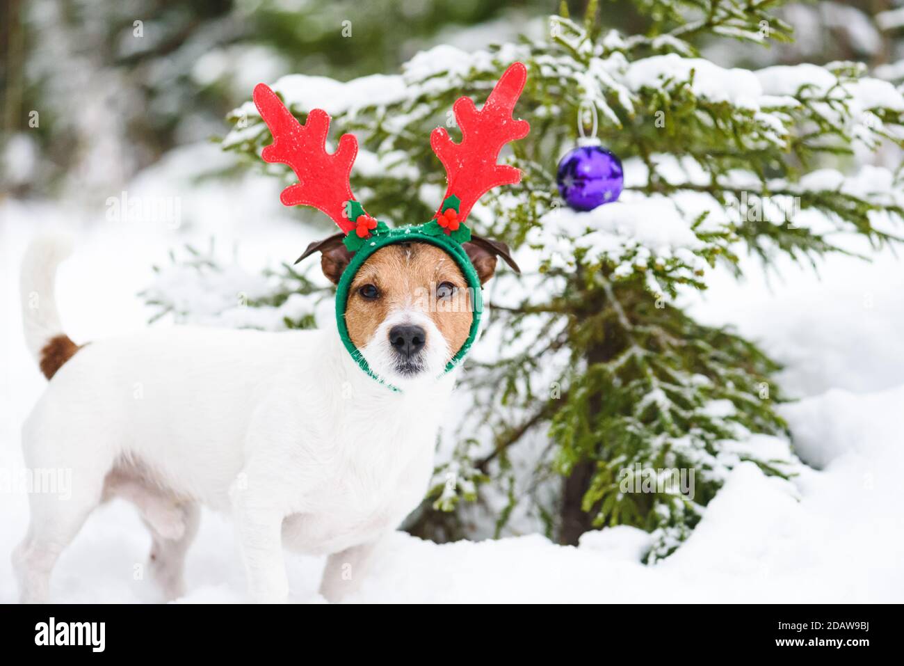Divertente cane che indossa corna renna costume accanto all'albero di Natale decorata con bauble di vetro viola Foto Stock
