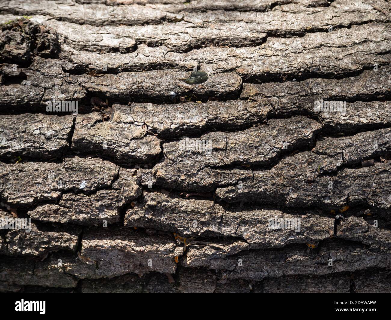 Struttura di vecchio tronco di albero in natura Foto Stock