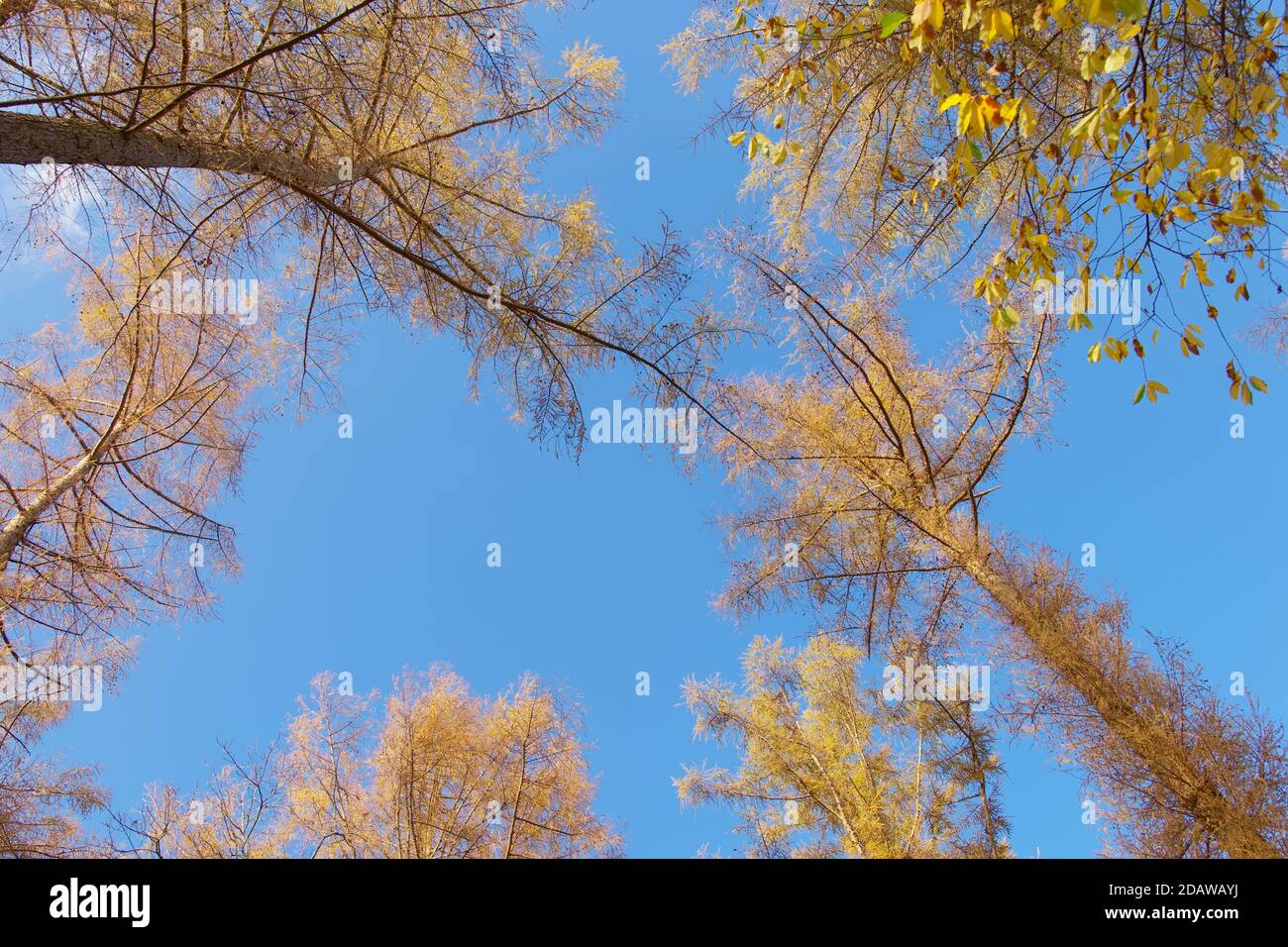Guardando in alto gli alberi alti dal basso, siluetted contro il cielo. Composizione orizzontale, cornice completa, spazio di copia. Foto Stock