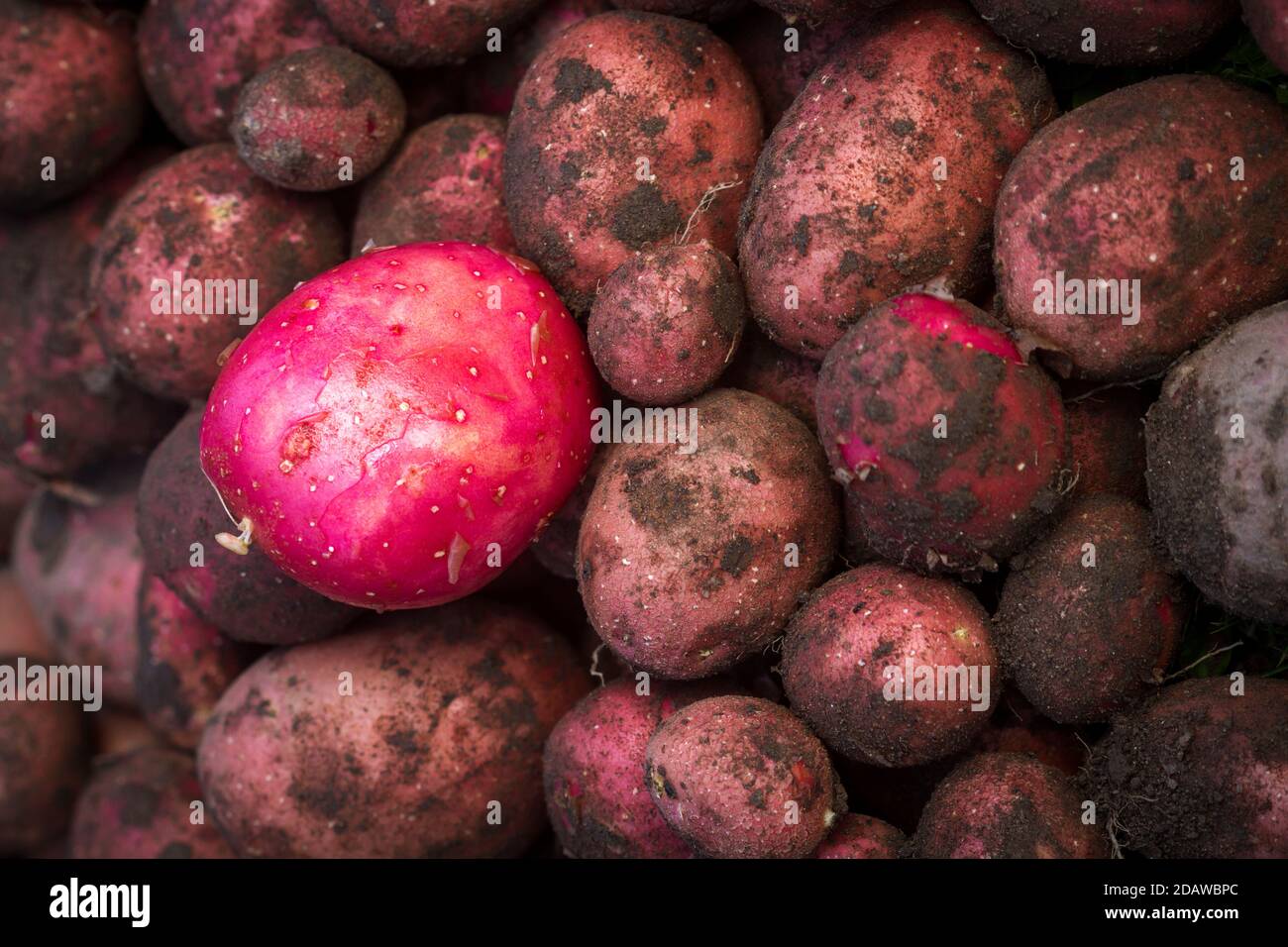 Una patata rossa lavata su quelle sporche. Patate rosse appena scavate nella fattoria. Foto Stock