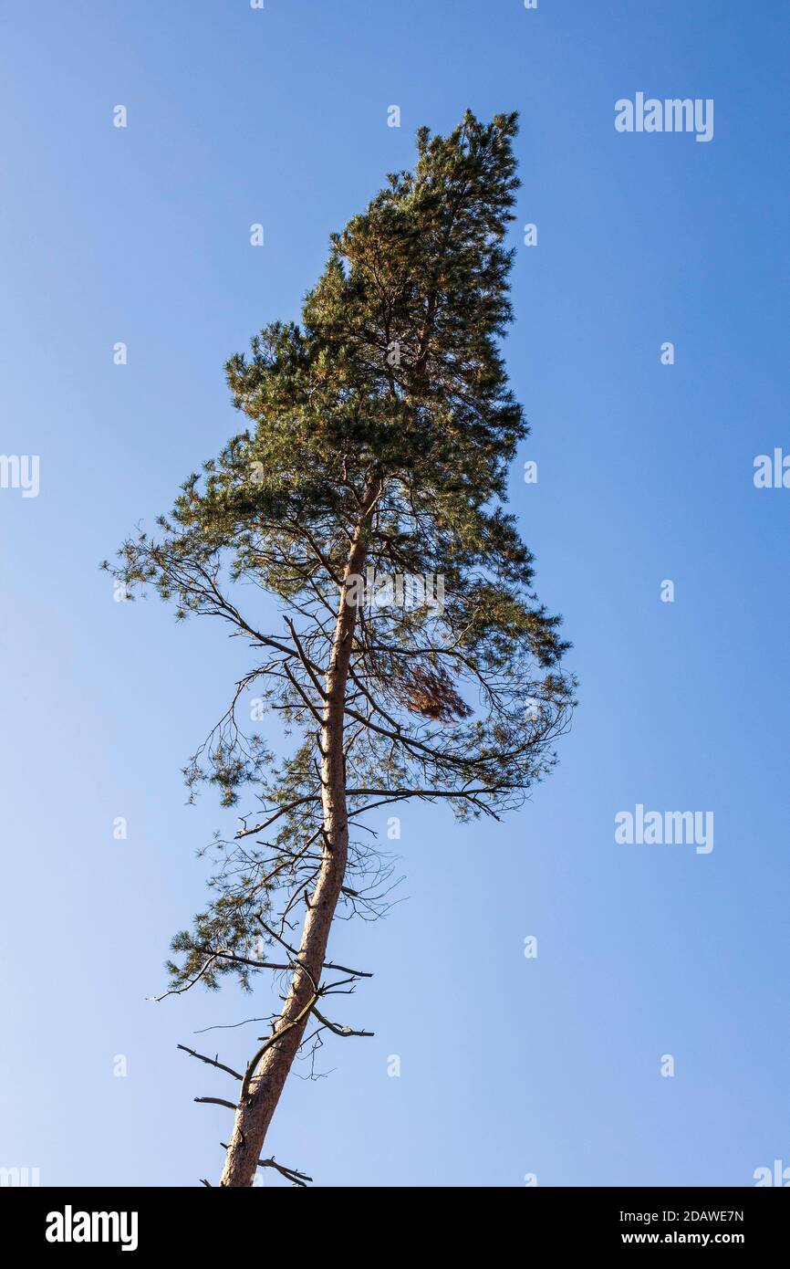 L'albero solitario di abete (Picea) contro un cielo blu Foto Stock