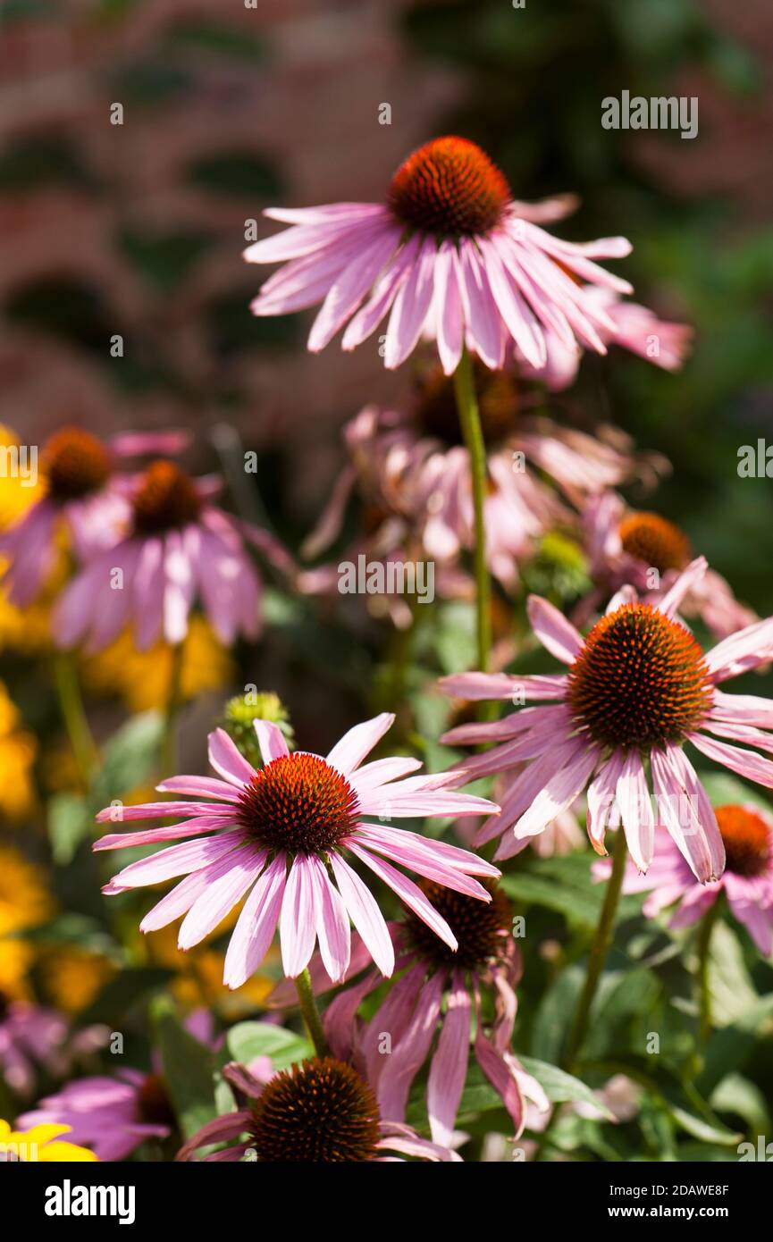 Echinacea purea, Eastern Purple Coneflower o Purple Coneflower in fiore Foto Stock