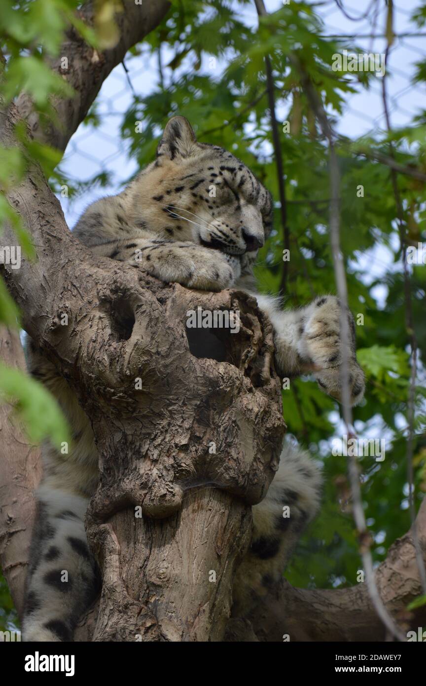 leopardo su un albero Foto Stock