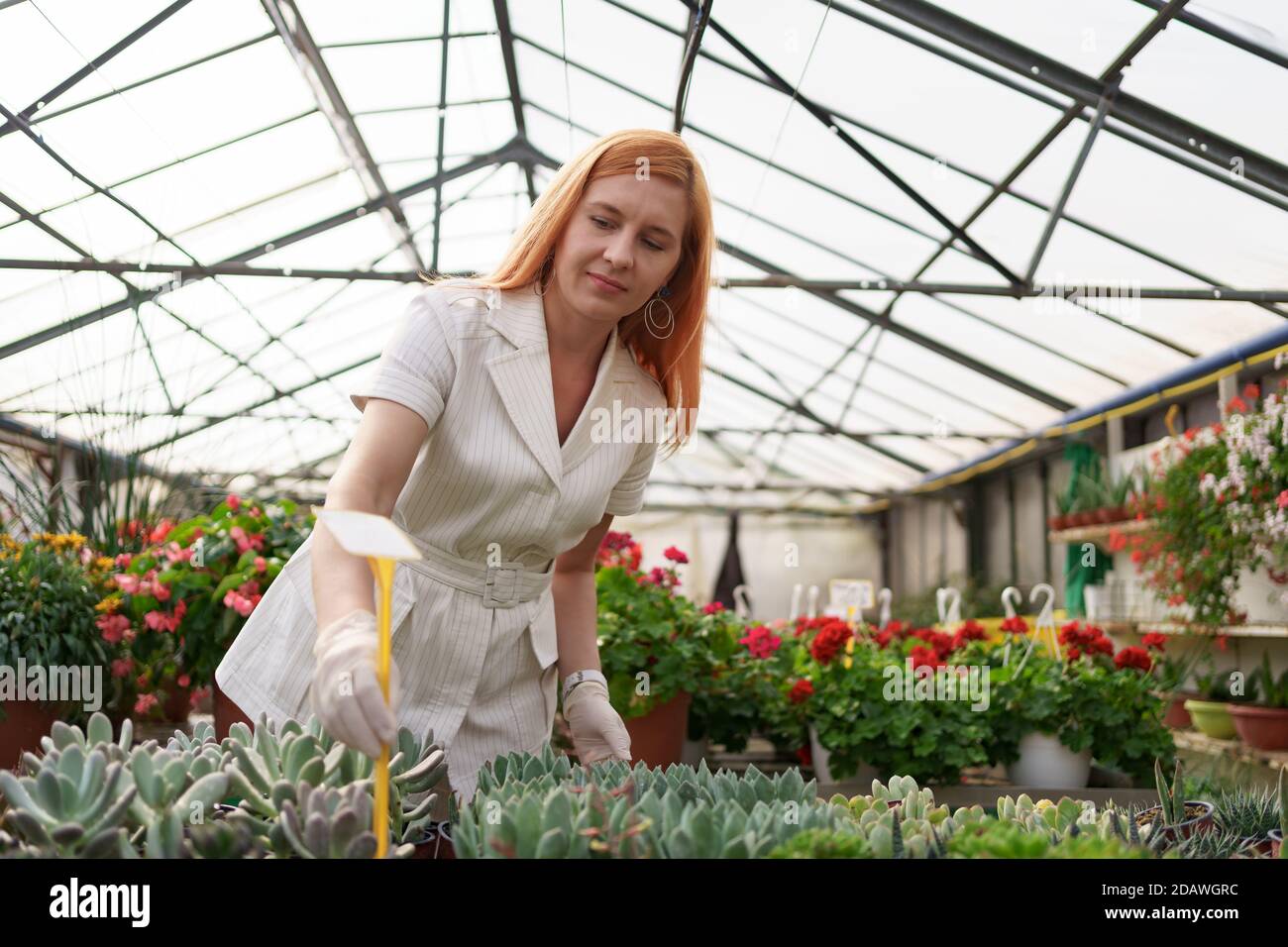 I lavoratori controllano la crescita e lo sviluppo di succulenti a verde casa Foto Stock