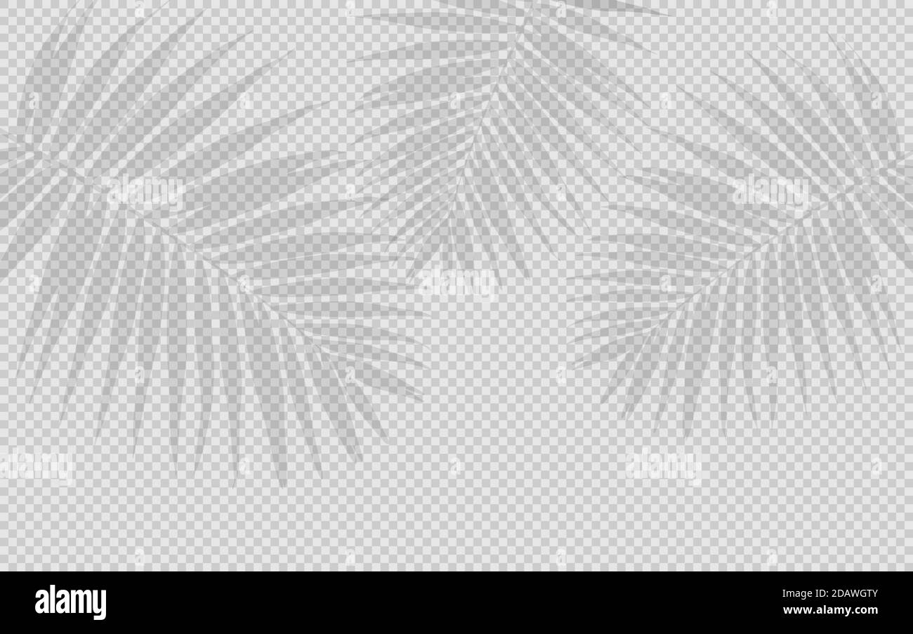 Effetti di ombra trasparenti. Vettore con ombre su uno sfondo trasparente. Vettore ombre trasparenti di foglia di palma, foglie. EPS 10 Illustrazione Vettoriale