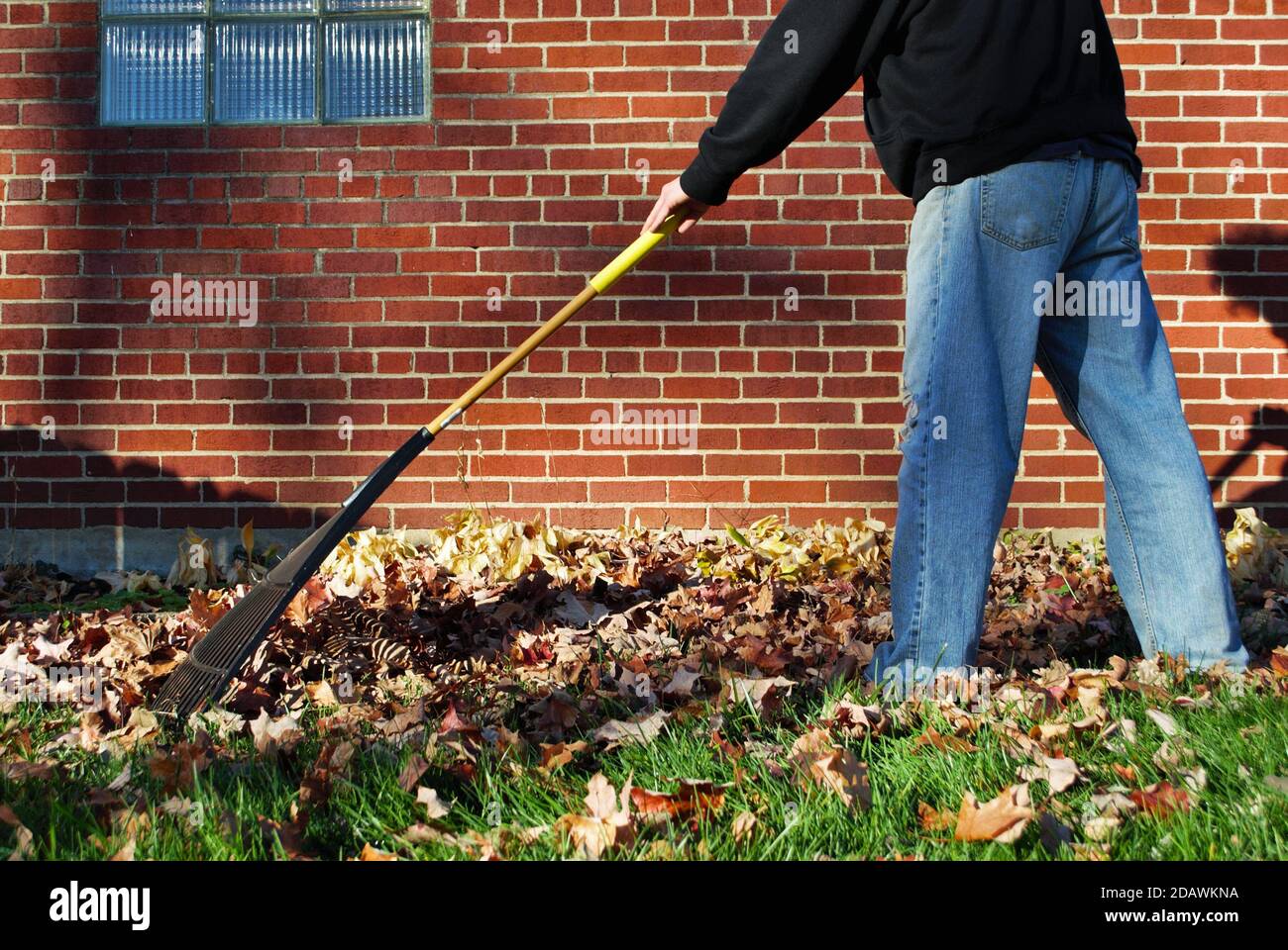 Uomo caucasico con grandi foglie di afro raking brune nel caduta Foto Stock