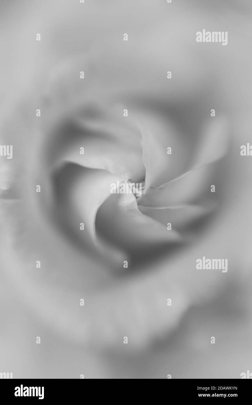 Immagine in bianco e nero di una rosa fotografata con un Lensbaby Sweet Spot 50. Foto Stock