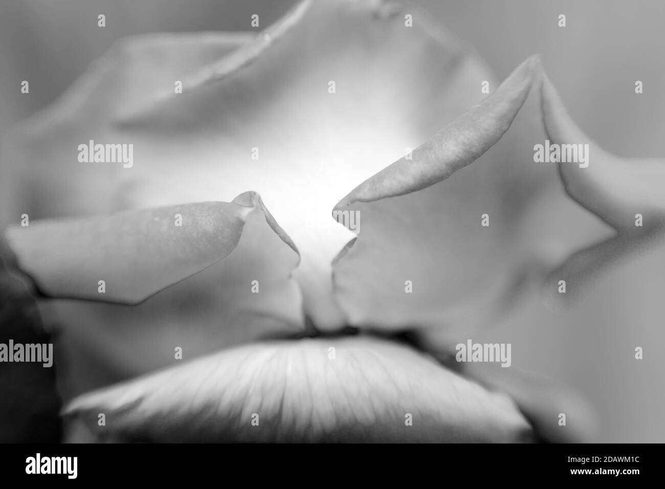 Immagine in bianco e nero di una rosa fotografata con un Lensbaby Sweet Spot 50. Foto Stock