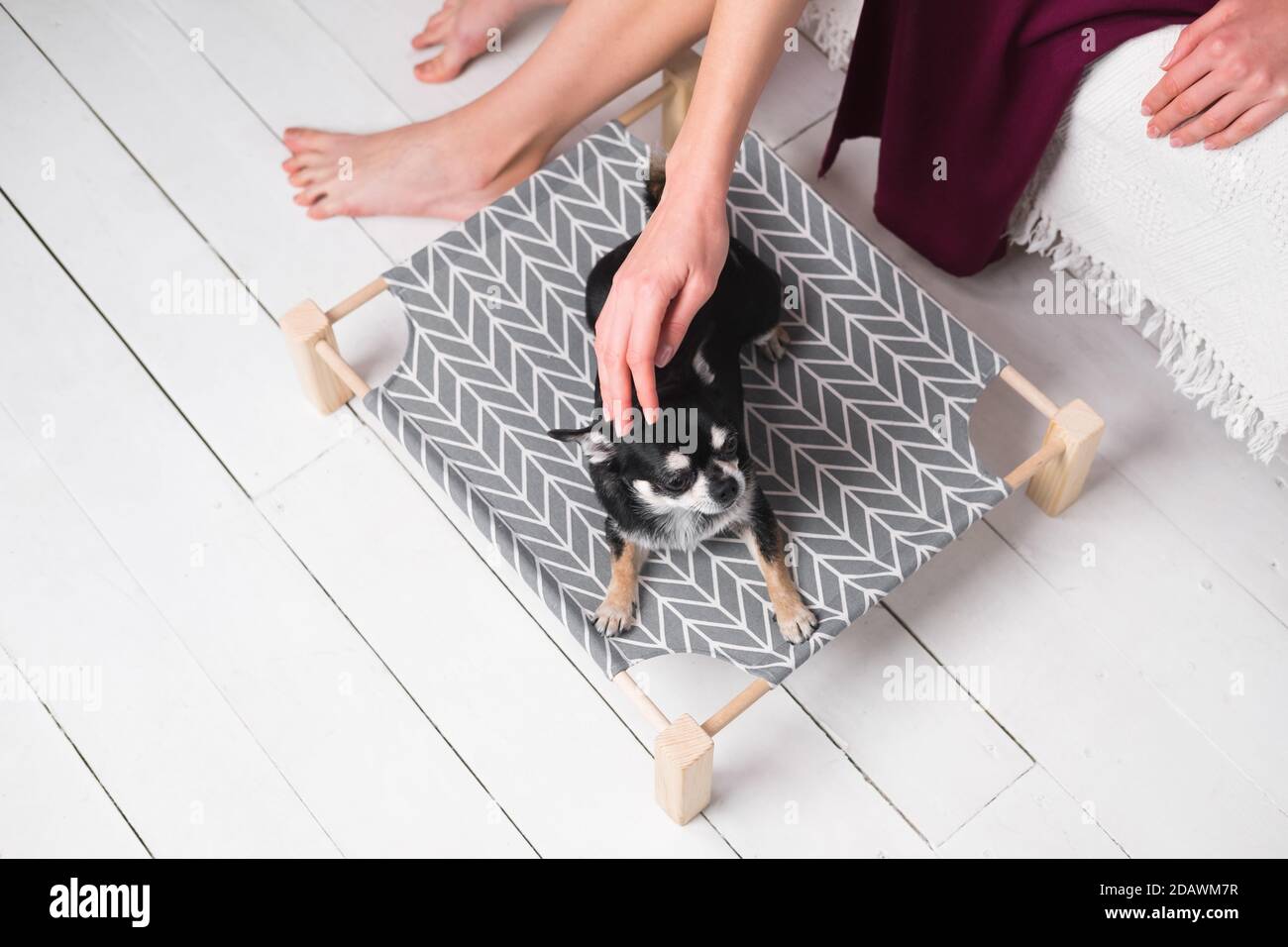 Donna colpi cute chihuahua su un letto del cane. Animali domestici a casa, cani di piccola taglia, animali domestici al loro posto Foto Stock