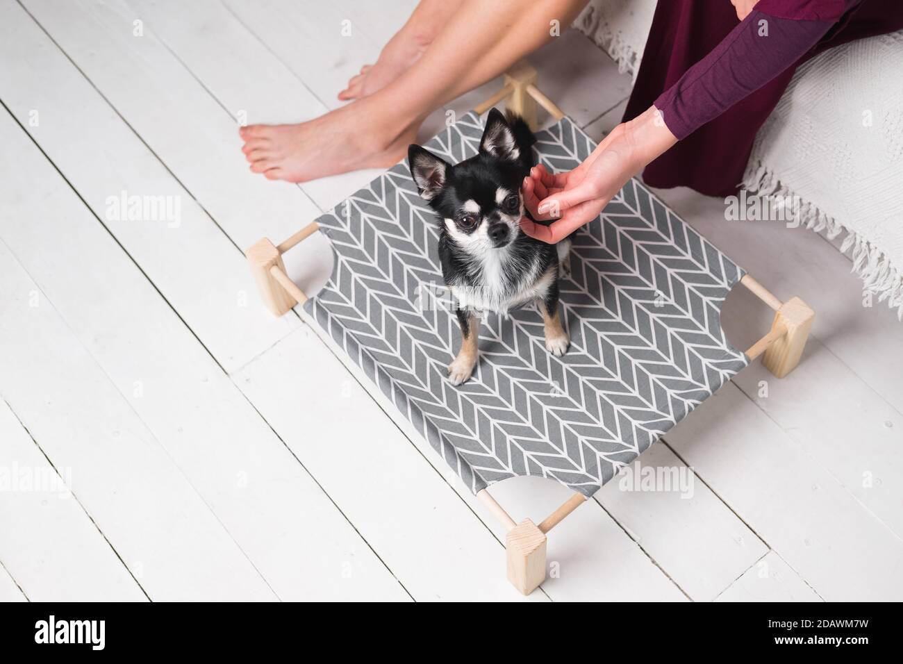 Donna colpi cute chihuahua su un letto del cane. Animali domestici a casa, cani di piccola taglia, animali domestici al loro posto Foto Stock