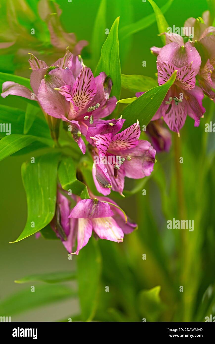 WA18089-00...WASHINGTON - un'Alstroemeria in fiore. Foto Stock