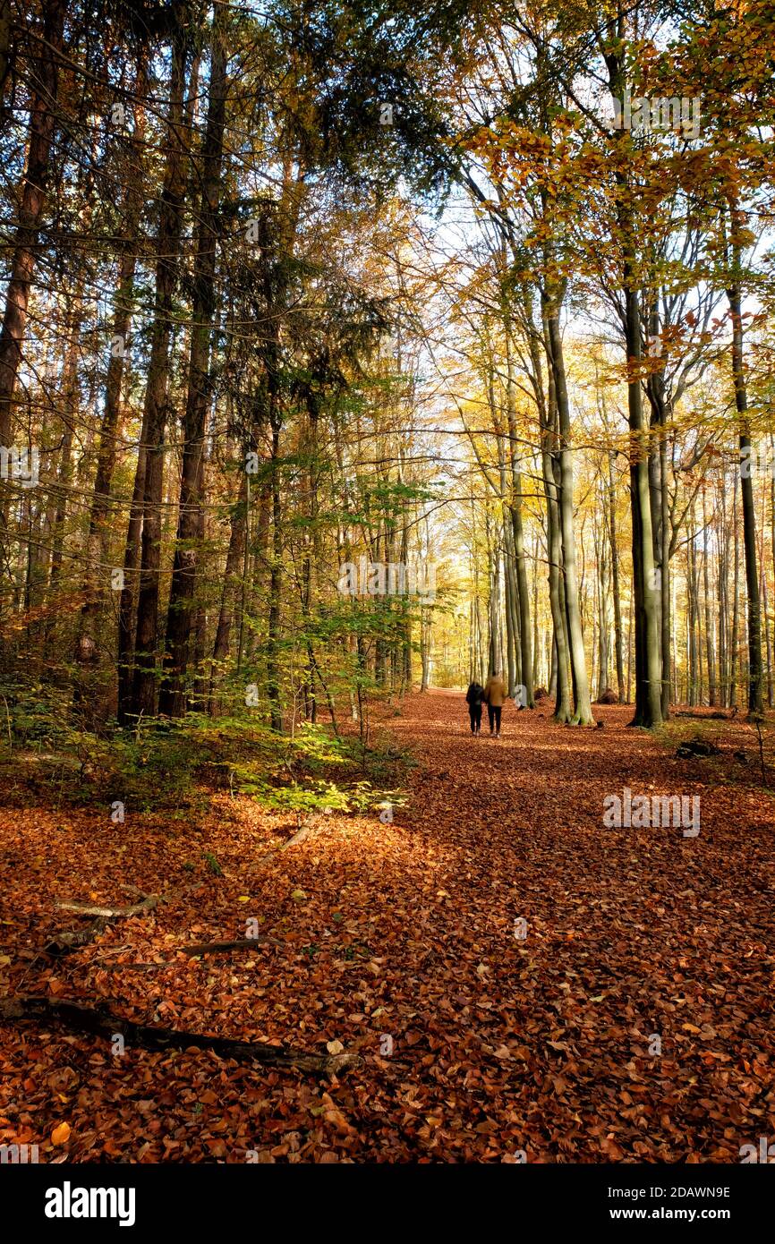 Una coppia che cammina nei boschi, autunno a Liepnitzsee, Brandeburgo, Germania Foto Stock