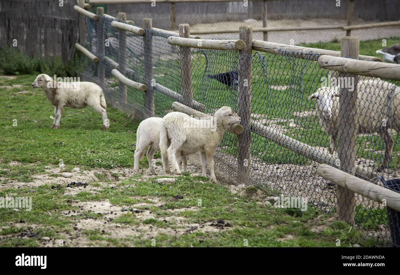 Pecore bloccate in azienda, industria animale carne Foto Stock