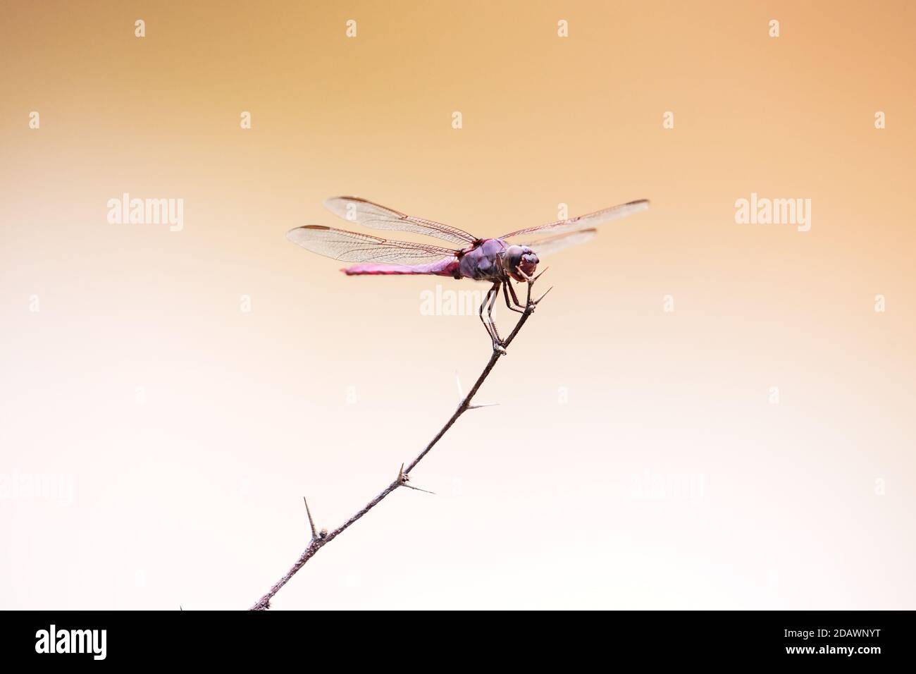 ZAPOPAN, JALISCO / MESSICO - 09 AGOSTO 2020.Maschile roseate skimmer (Orthemis ferruginea) poggiante su un ramo. Foto scattata nella foresta di 'El Centinela'. Foto Stock