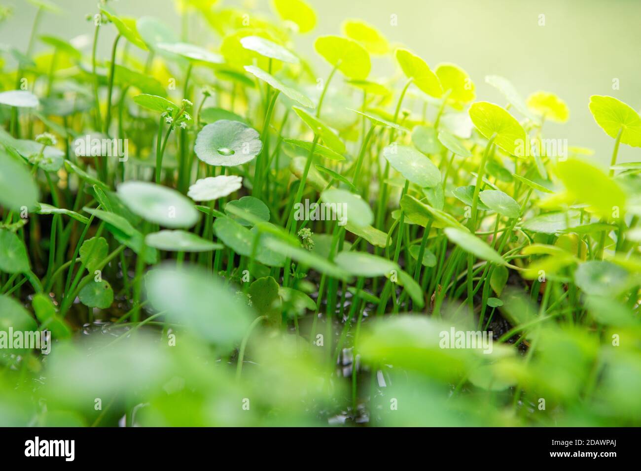 Bella acqua Pennywort su sfondo sfocato Foto Stock