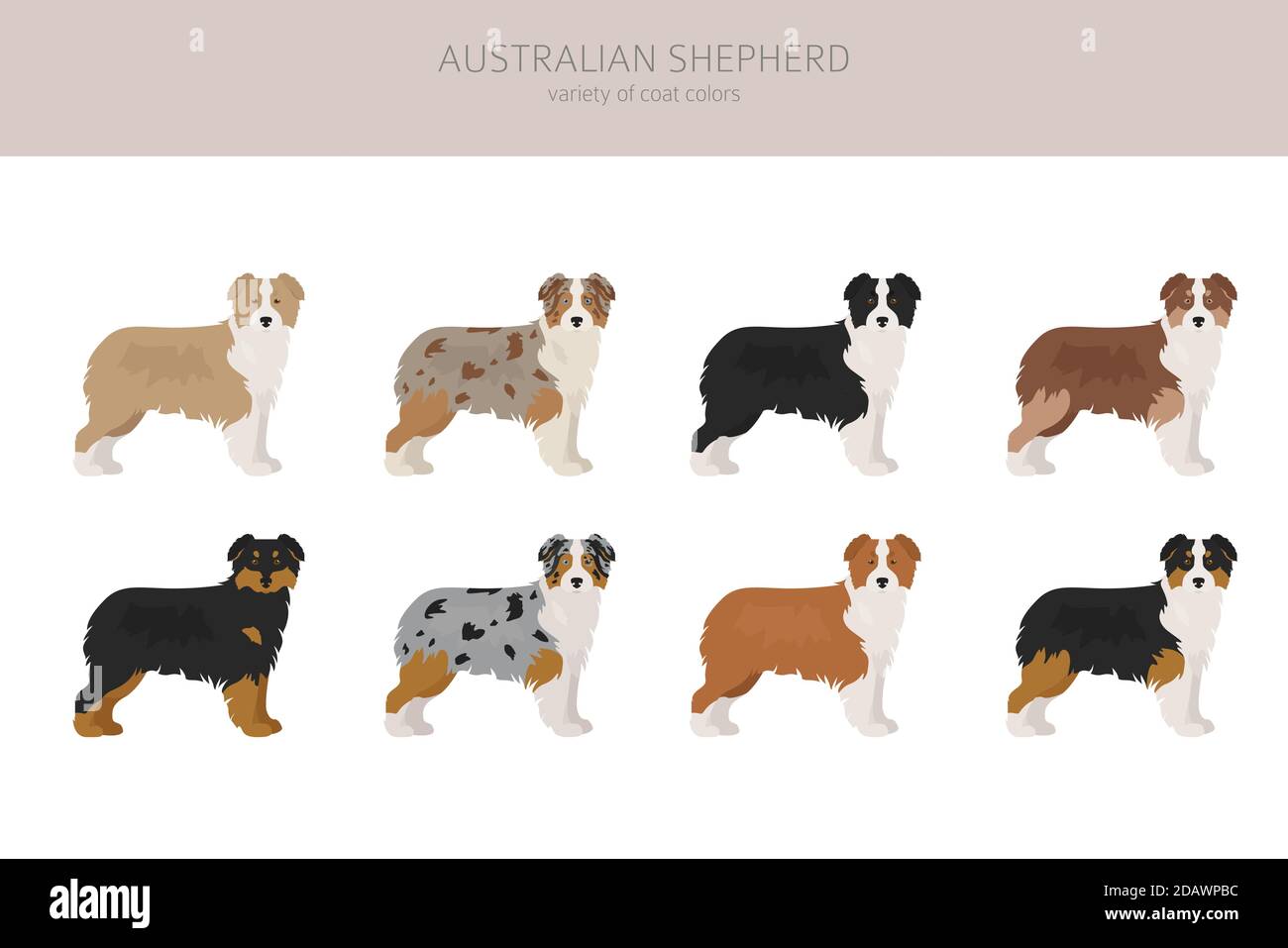 Cane pastore australiano senza coda. Diverse varianti del set di colori del rivestimento. Illustrazione vettoriale Illustrazione Vettoriale