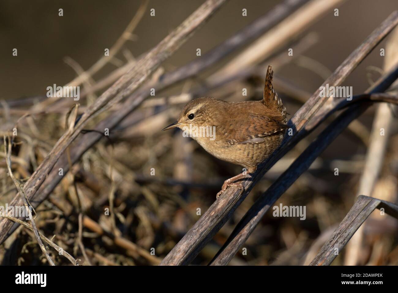 Trogloditi Wren-Trogloditi. Foto Stock