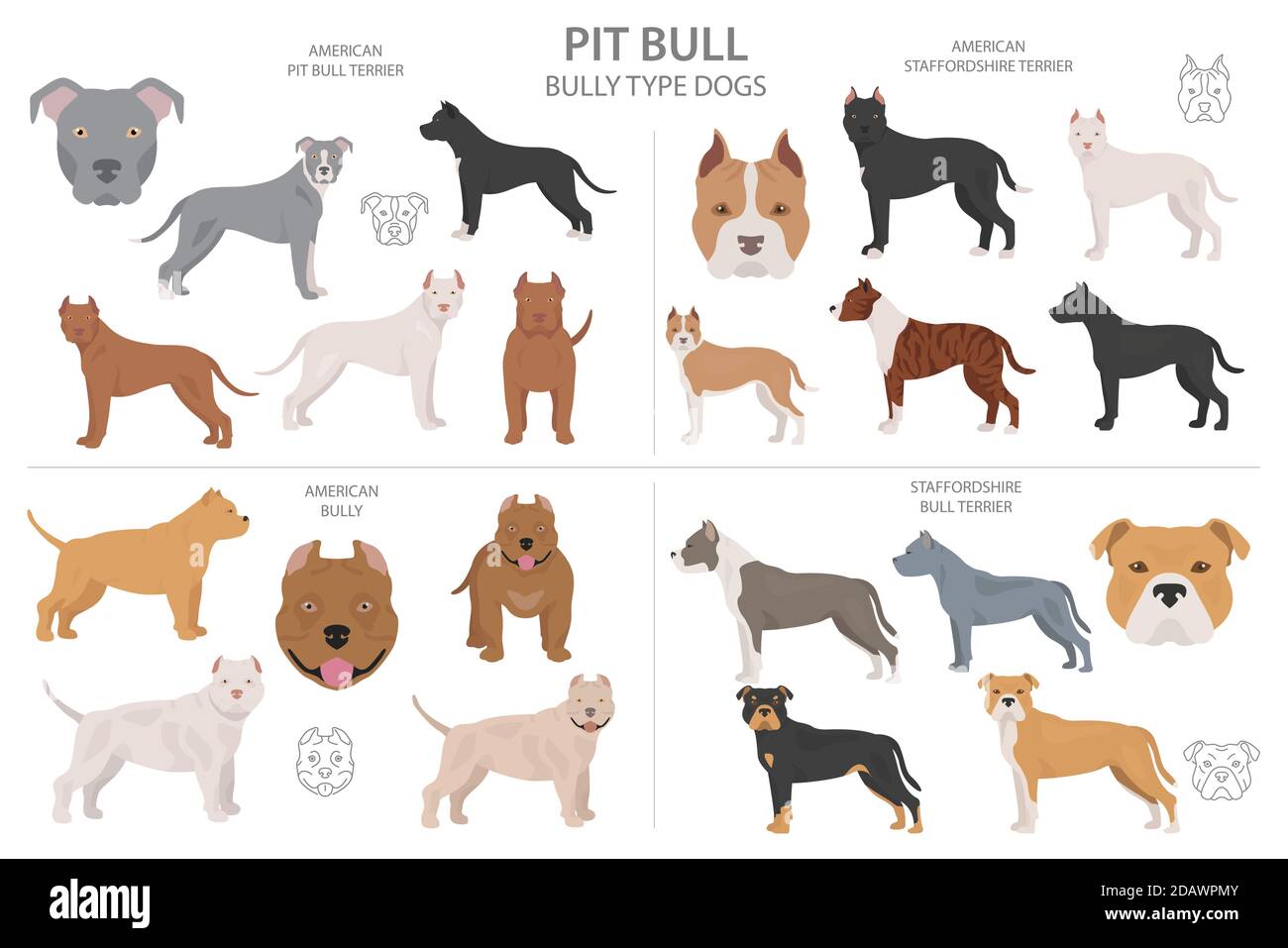 Cani tipo Pit bull. Diverse varietà di cappotto colore bully cani set. Illustrazione del vettore Illustrazione Vettoriale