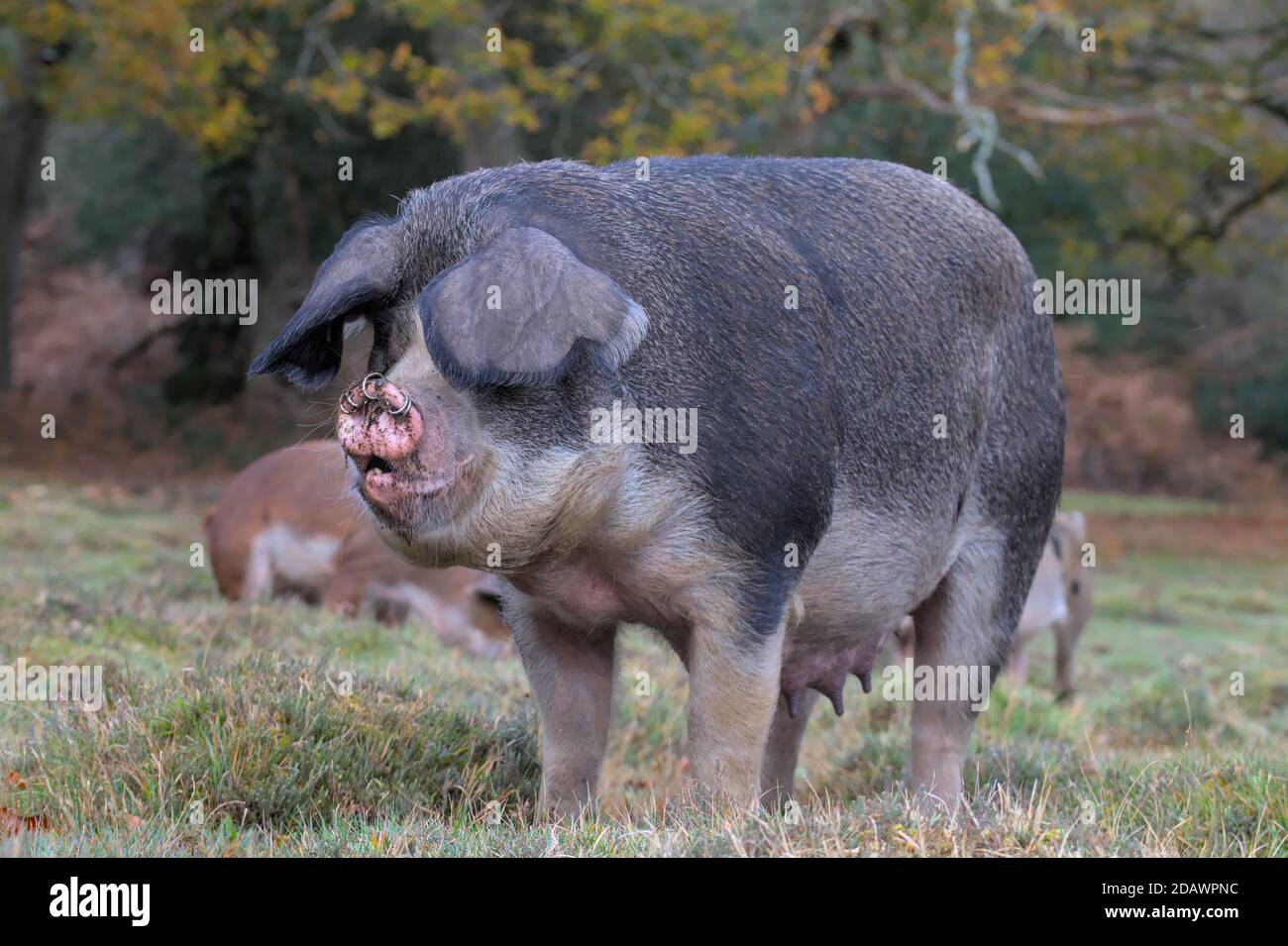 Large Black Sow Pig e suinetti Foraging per cibo durante Pannage nella New Forest UK dove vengono rilasciati i maiali Per cancellare i corn Foto Stock