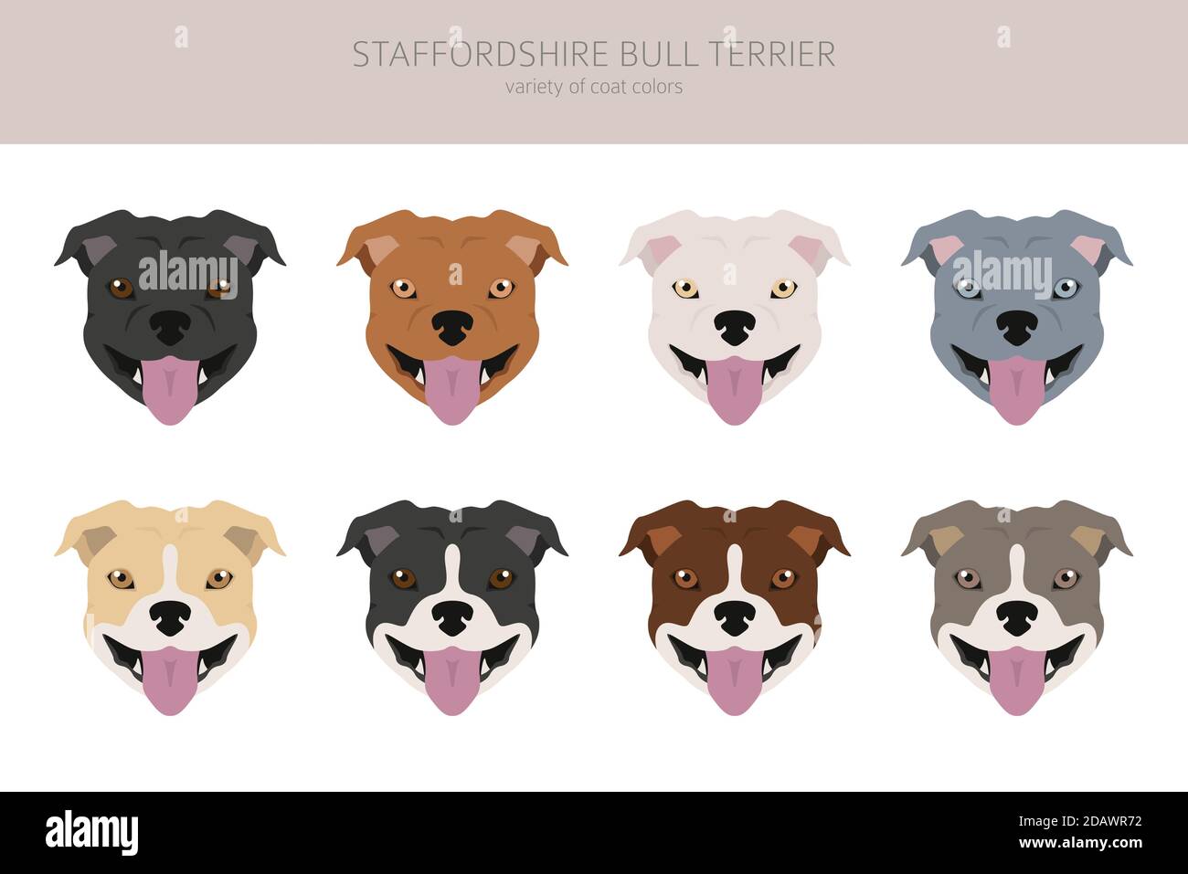 Cani tipo Pit bull. Staffordshire bull terrier. Diverse varietà di cappotto colore bully cani set. Illustrazione del vettore Illustrazione Vettoriale
